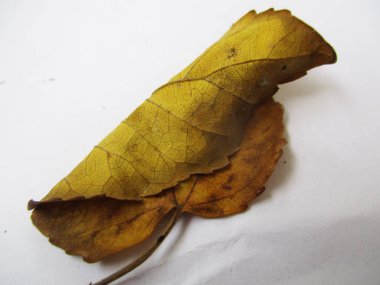 beyaz izole arka plan üzerinde sonbahar sonbahar yaprakları