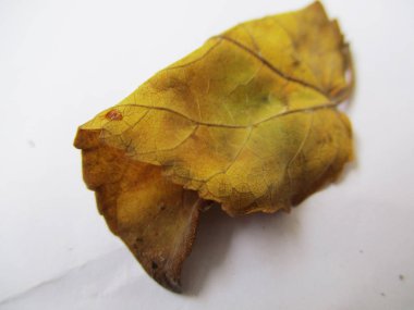 beyaz izole arka plan üzerinde sonbahar sonbahar yaprakları