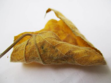 beyaz izole arka plan üzerinde sonbahar sonbahar yaprakları