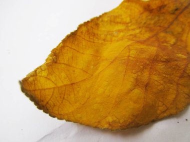 beyaz izole arka plan üzerinde sonbahar sonbahar yaprakları