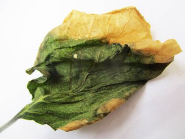 beyaz izole arka plan üzerinde sonbahar sonbahar yaprakları