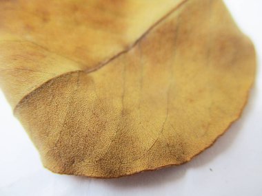 beyaz izole arka plan üzerinde sonbahar sonbahar yaprakları