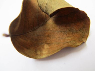 beyaz izole arka plan üzerinde sonbahar sonbahar yaprakları