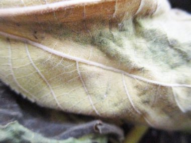 beyaz izole arka plan üzerinde sonbahar sonbahar yaprakları