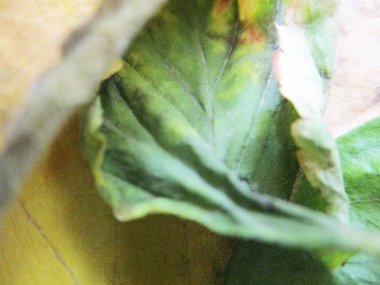 beyaz izole arka plan üzerinde sonbahar sonbahar yaprakları