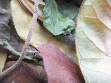 beyaz izole arka plan üzerinde sonbahar sonbahar yaprakları