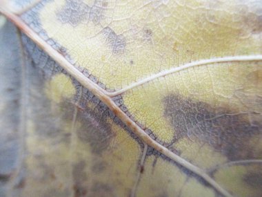 beyaz izole arka plan üzerinde sonbahar sonbahar yaprakları