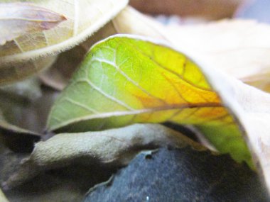 beyaz izole arka plan üzerinde sonbahar sonbahar yaprakları