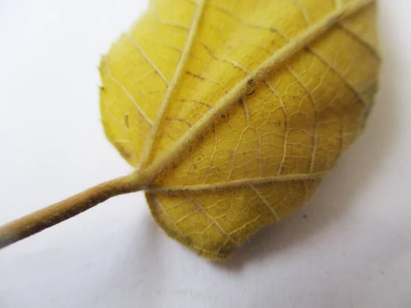 Herbst Herbst Blätter Auf Weißem Isolierten Hintergrund — Stockfoto