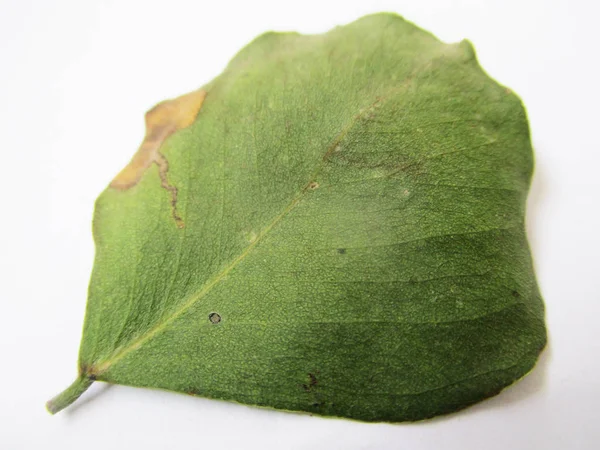 Hösten Lämnar Vit Isolerade Bakgrund — Stockfoto