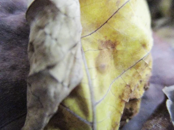 Autunno Autunno Foglie Sfondo Bianco Isolato — Foto Stock