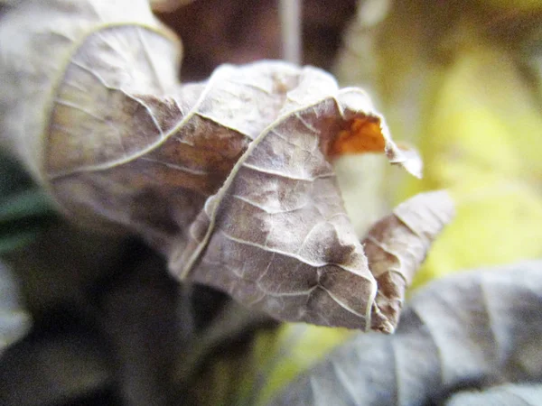 Autunno Autunno Foglie Sfondo Bianco Isolato — Foto Stock