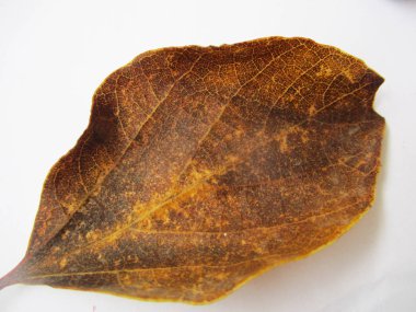 beyaz izole arka plan üzerinde sonbahar sonbahar yaprakları