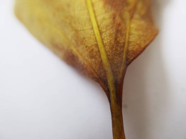 beyaz izole arka plan üzerinde sonbahar sonbahar yaprakları