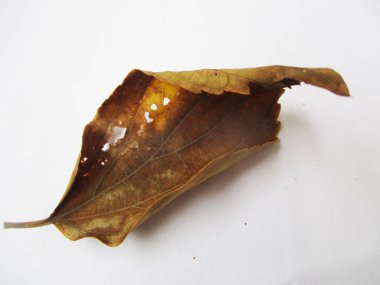 beyaz izole arka plan üzerinde sonbahar sonbahar yaprakları