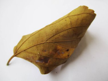 beyaz izole arka plan üzerinde sonbahar sonbahar yaprakları