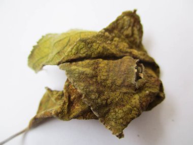 beyaz izole arka plan üzerinde sonbahar sonbahar yaprakları