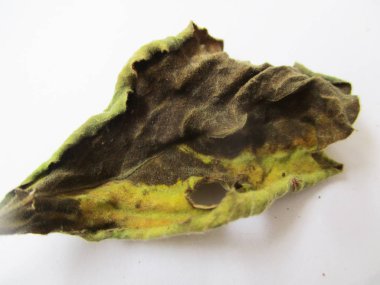 beyaz izole arka plan üzerinde sonbahar sonbahar yaprakları