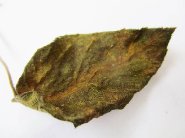 beyaz izole arka plan üzerinde sonbahar sonbahar yaprakları