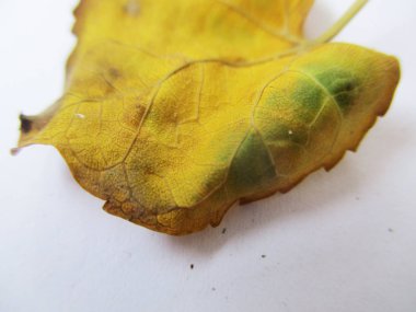 beyaz izole arka plan üzerinde sonbahar sonbahar yaprakları