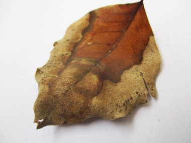 beyaz izole arka plan üzerinde sonbahar sonbahar yaprakları