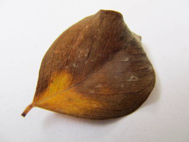 beyaz izole arka plan üzerinde sonbahar sonbahar yaprakları