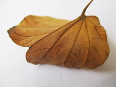 beyaz izole arka plan üzerinde sonbahar sonbahar yaprakları