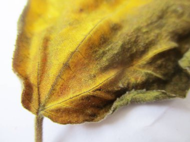 beyaz izole arka plan üzerinde sonbahar sonbahar yaprakları