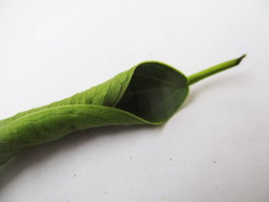 beyaz izole arka plan üzerinde sonbahar sonbahar yaprakları