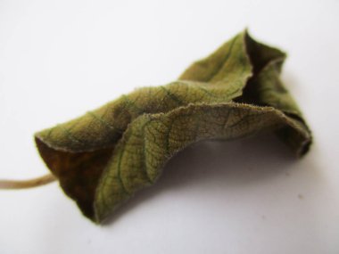 beyaz izole arka plan üzerinde sonbahar sonbahar yaprakları