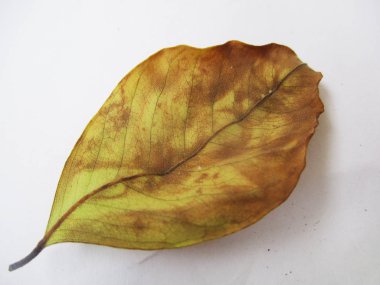 beyaz izole arka plan üzerinde sonbahar sonbahar yaprakları