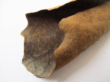 beyaz izole arka plan üzerinde sonbahar sonbahar yaprakları