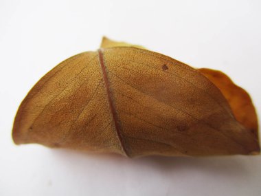 beyaz izole arka plan üzerinde sonbahar sonbahar yaprakları