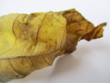 beyaz izole arka plan üzerinde sonbahar sonbahar yaprakları