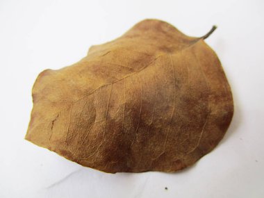 beyaz izole arka plan üzerinde sonbahar sonbahar yaprakları