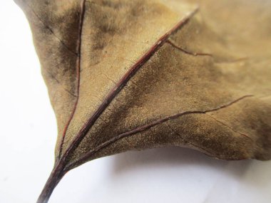 beyaz izole arka plan üzerinde sonbahar sonbahar yaprakları