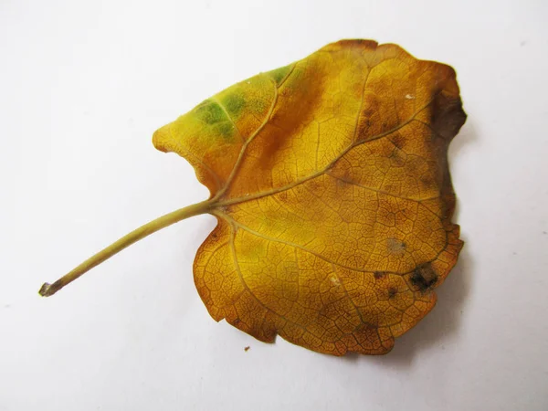 Hösten Lämnar Vit Isolerade Bakgrund — Stockfoto