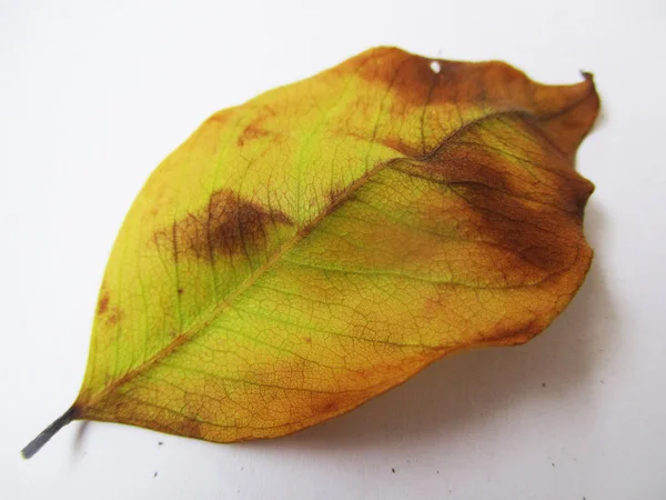 Herfst Herfstbladeren Witte Geïsoleerde Achtergrond — Stockfoto