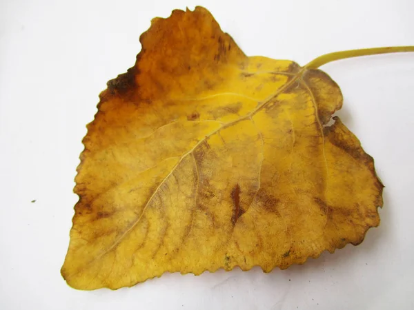 Herbst Herbst Blätter Auf Weißem Isolierten Hintergrund — Stockfoto