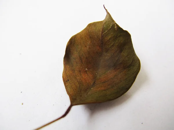 Осенью Листья Белом Изолированном Фоне — стоковое фото
