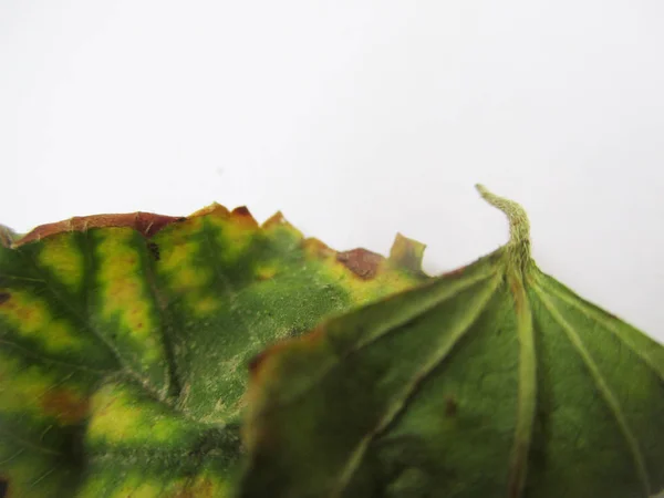 Autunno Autunno Foglie Sfondo Bianco Isolato — Foto Stock