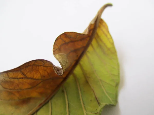 Herfst Herfstbladeren Witte Geïsoleerde Achtergrond — Stockfoto