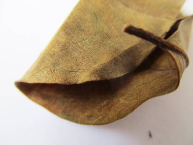 beyaz izole arka plan üzerinde sonbahar sonbahar yaprakları