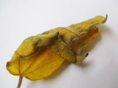 beyaz izole arka plan üzerinde sonbahar sonbahar yaprakları