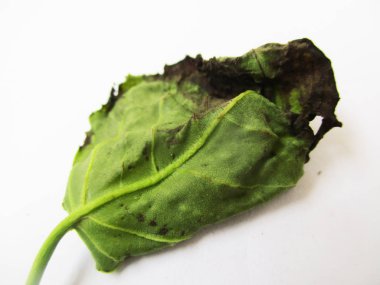 beyaz izole arka plan üzerinde sonbahar sonbahar yaprakları