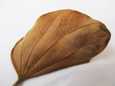 beyaz izole arka plan üzerinde sonbahar sonbahar yaprakları