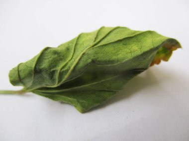 beyaz izole arka plan üzerinde sonbahar sonbahar yaprakları