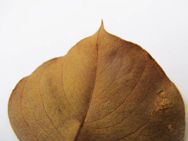 beyaz izole arka plan üzerinde sonbahar sonbahar yaprakları