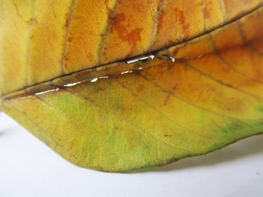 beyaz izole arka plan üzerinde sonbahar sonbahar yaprakları