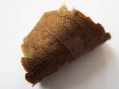 beyaz izole arka plan üzerinde sonbahar sonbahar yaprakları